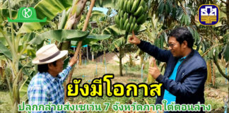 ปลูกกล้วยหอมส่งเซเว่น 7 จังหวัดภาคใต้ตอนล่างยังมีโอกาส...เผยมาตรฐานกล้วยที่ต้องการ