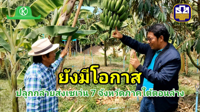 ปลูกกล้วยหอมส่งเซเว่น 7 จังหวัดภาคใต้ตอนล่างยังมีโอกาส ปลูกกล้วยหอมส่งเซเว่น 7 จังหวัดภาคใต้ตอนล่างยังมีโอกาส...เผยมาตรฐานกล้วยที่ต้องการ