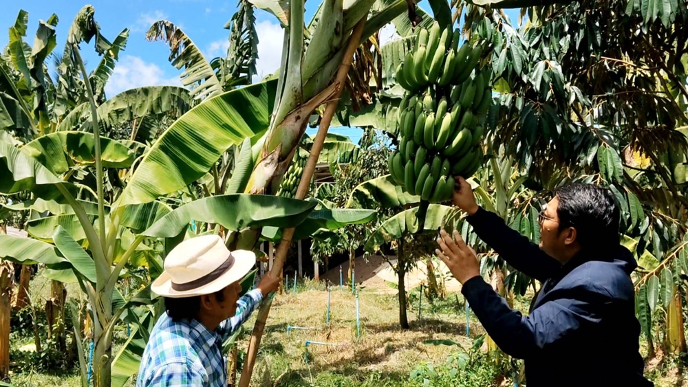 คุณเปิ้ล กำลังแนะนำเรื่องมาตรฐานกล้วยหอมที่เซเว่นฯ ต้องการ