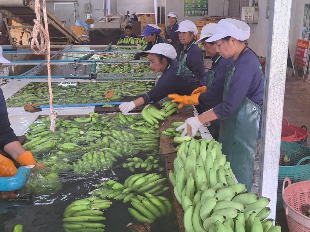 กรณีศึกษากล้วยหอมถ้ำสิงห์ส่งออกญี่ปุ่น รายได้เฉียด 1แสนต่อไร่ อาจไม่รวยวูบวาบแต่ยั่งยืนกว่า..