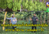 กรณีศึกษากล้วยหอมถ้ำสิงห์ส่งออกญี่ปุ่น รายได้เฉียด 1แสนต่อไร่ อาจไม่รวยวูบวาบแต่ยั่งยืนกว่า..