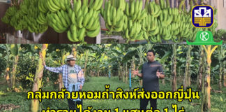 กรณีศึกษากล้วยหอมถ้ำสิงห์ส่งออกญี่ปุ่น รายได้เฉียด 1แสนต่อไร่ อาจไม่รวยวูบวาบแต่ยั่งยืนกว่า..
