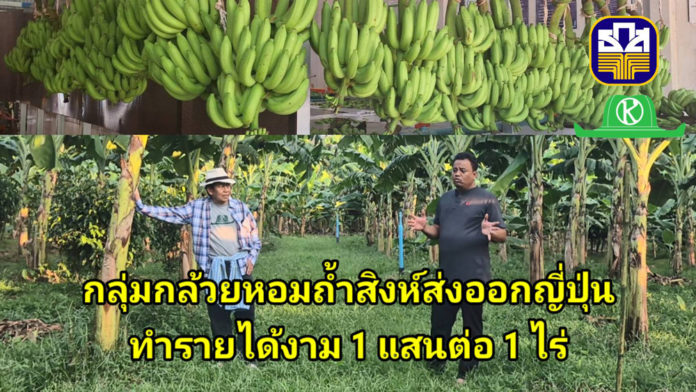 กรณีศึกษากล้วยหอมถ้ำสิงห์ส่งออกญี่ปุ่น กรณีศึกษากล้วยหอมถ้ำสิงห์ส่งออกญี่ปุ่น รายได้เฉียด 1แสนต่อไร่ อาจไม่รวยวูบวาบแต่ยั่งยืนกว่า..
