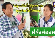 ธ.ก.ส.หนุน "ฝรั่งล่องหน" ปลูกฝรั่งให้มีมูลค่าสูงตามแบบฉบับชุมชนบ้านหัวอ่าว จ.นครปฐม