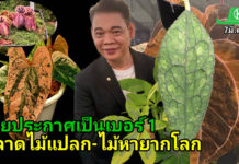 ไทยประกาศเป็นเบอร์ 1 ตลาดไม้แปลก-ไม้หายากโลก ชูเป็น Soft Power มูลค่าสูง ยกให้เป็น "Supercar" แห่งวงการพรรณไม้ ในงาน Bangkok International Exotic Plants Show & Sale ครั้งที่ 19 #Spring