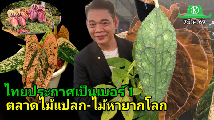 ไทยประกาศเป็นเบอร์ 1 ตลาดไม้แปลก-ไม้หายากโลก ไทยประกาศเป็นเบอร์ 1 ตลาดไม้แปลก-ไม้หายากโลก ชูเป็น Soft Power มูลค่าสูง ยกให้เป็น