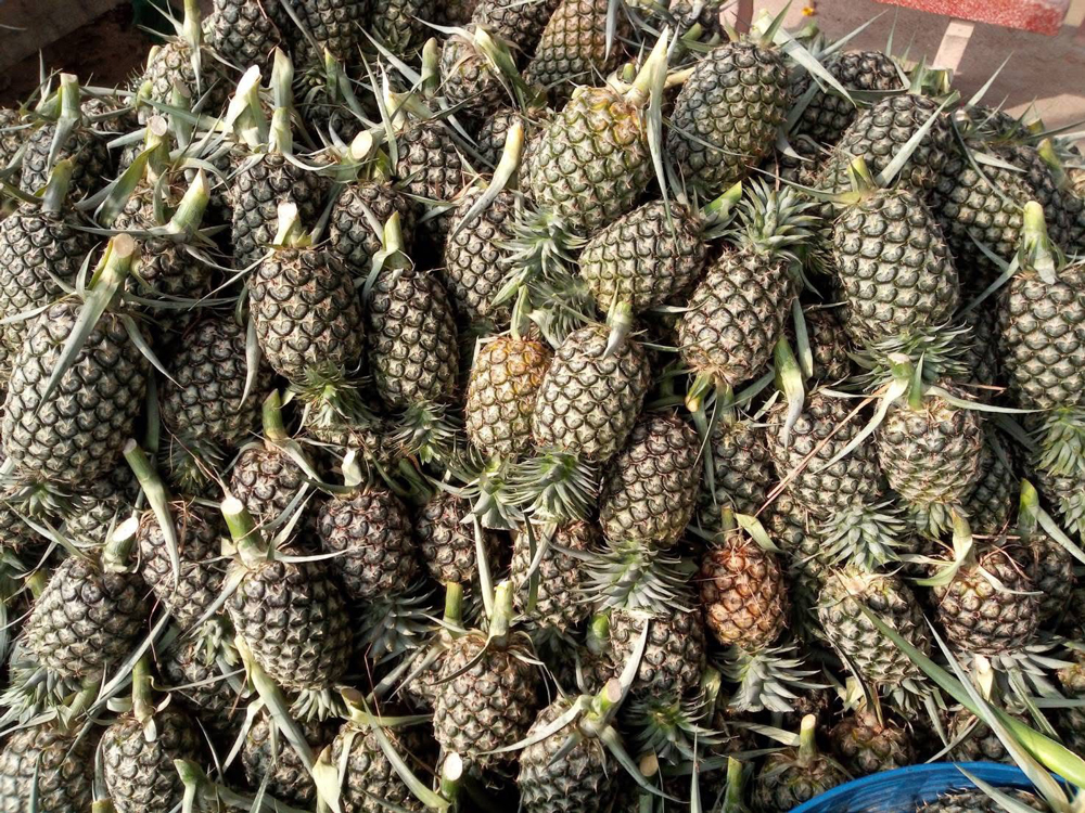 มข. จับมือ เซนต์ บิวตี้ ลงนามถ่ายทอดเทคโนโลยี “สารสกัดสับปะรดปัตตาเวีย”