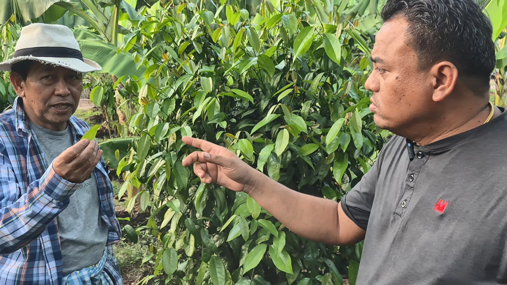 กรณีศึกษากล้วยหอมถ้ำสิงห์ส่งออกญี่ปุ่น รายได้เฉียด 1แสนต่อไร่ อาจไม่รวยวูบวาบแต่ยั่งยืนกว่า..