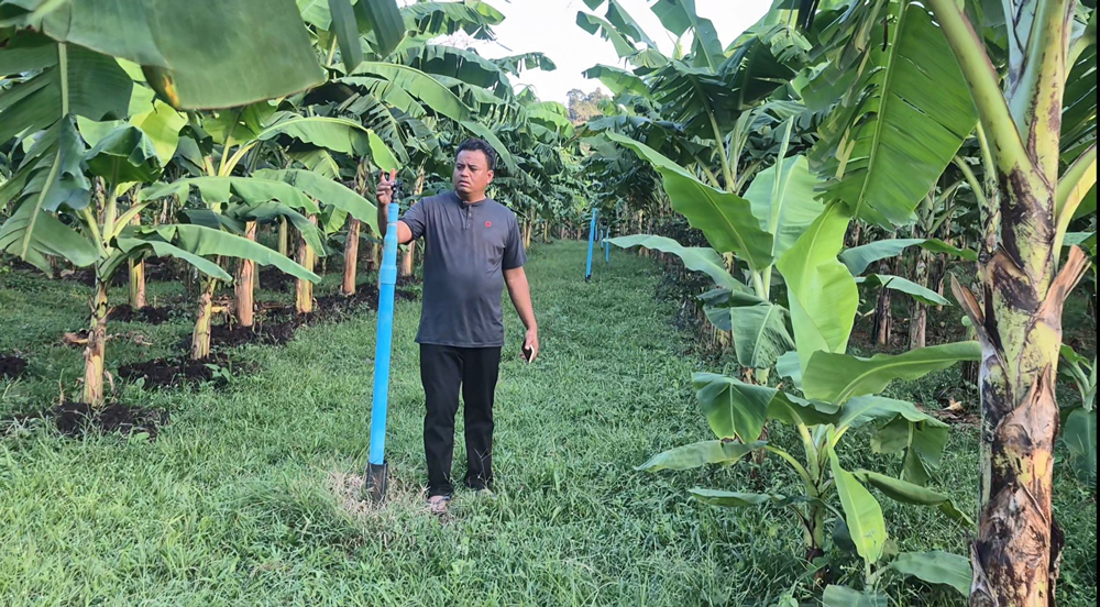 กรณีศึกษากล้วยหอมถ้ำสิงห์ส่งออกญี่ปุ่น รายได้เฉียด 1แสนต่อไร่ อาจไม่รวยวูบวาบแต่ยั่งยืนกว่า..