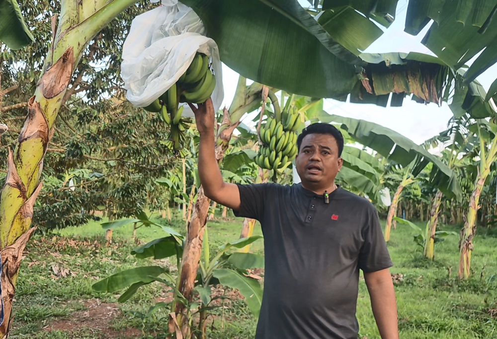 กรณีศึกษากล้วยหอมถ้ำสิงห์ส่งออกญี่ปุ่น รายได้เฉียด 1แสนต่อไร่ อาจไม่รวยวูบวาบแต่ยั่งยืนกว่า..