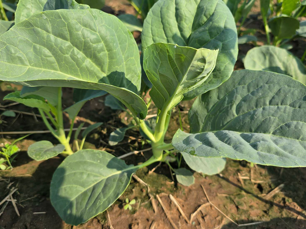 ซินเจนทา เขย่าวงการเกษตรไทย ส่ง “ซิโมดิส” ผลิตภัณฑ์นวัตกรรมระดับโลก พลิกเกมการจัดการศัตรูพืช สู่ความยั่งยืน