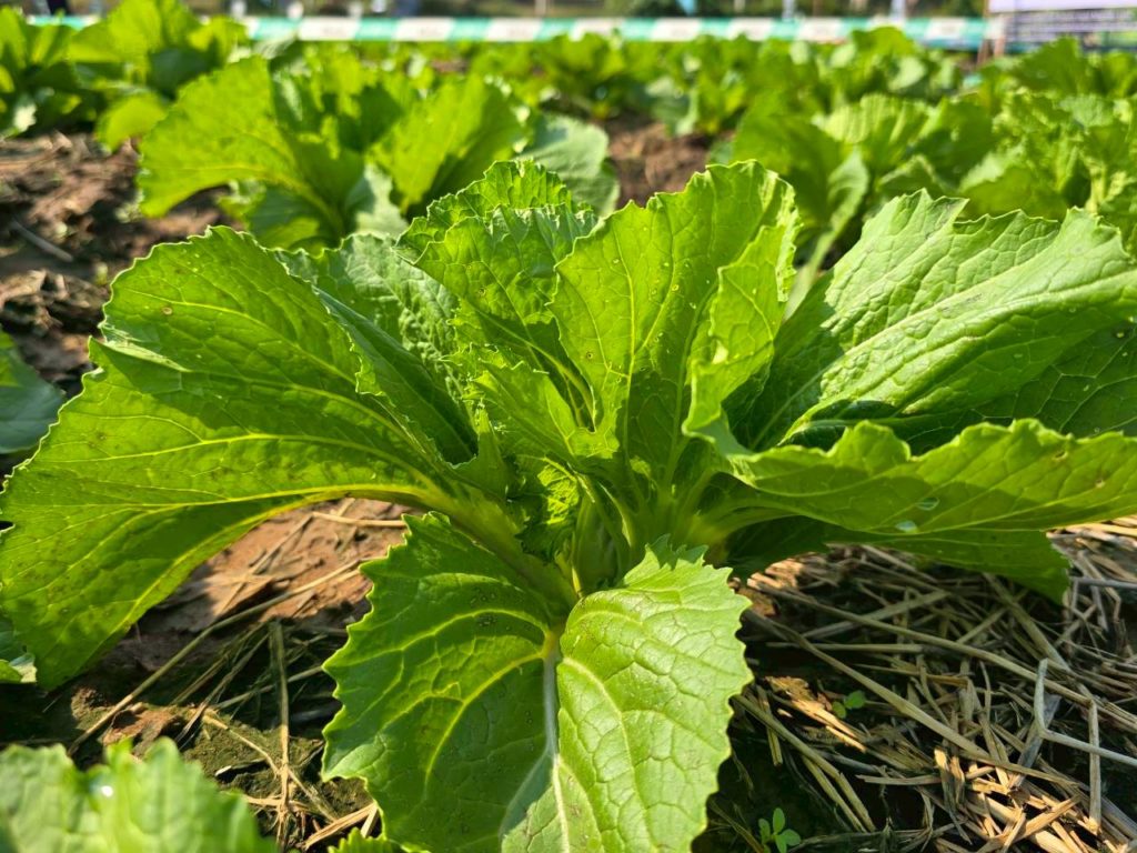 ซินเจนทา เขย่าวงการเกษตรไทย ส่ง “ซิโมดิส” ผลิตภัณฑ์นวัตกรรมระดับโลก พลิกเกมการจัดการศัตรูพืช สู่ความยั่งยืน