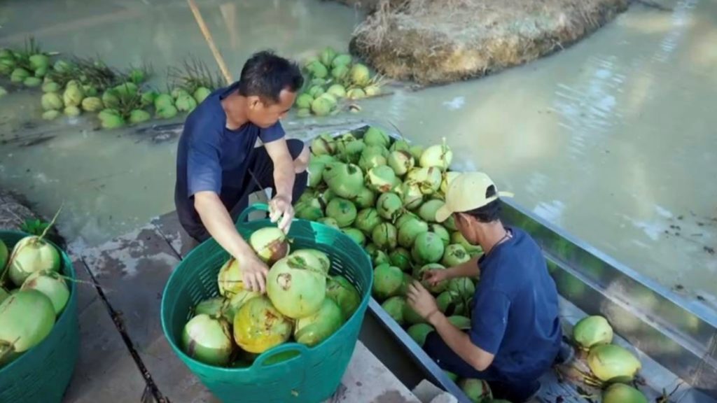 มาลี สนับสนุนการยกระดับคุณภาพน้ำมะพร้าวไทยอย่างยั่งยืน ชูมาตรฐานความปลอดภัยและความโปร่งใสที่พิสูจน์ได้ในทุกขั้นตอน