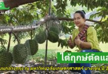 ทุเรียนกลางกรุง ณ มหาวิทยาลัยเกษตรศาสตร์ บางเขน ปี 2569