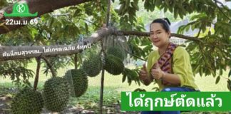 ทุเรียนกลางกรุง ณ มหาวิทยาลัยเกษตรศาสตร์ บางเขน ปี 2569