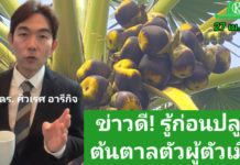 ข่าวดีเกษตรกร! ไม่ต้องรอนาน 15 ปี รู้ผลทันที "ต้นตาลตัวผู้หรือตัวเมีย" ด้วยเทคโนโลยีจีโนม