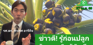 ข่าวดีเกษตรกร! ไม่ต้องรอนาน 15 ปี รู้ผลทันที "ต้นตาลตัวผู้หรือตัวเมีย" ด้วยเทคโนโลยีจีโนม