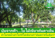 ทำไมรดน้ำเท่าไหร่ก็ไม่เขียวเท่า 'ฝนตก' ครั้งเดียว? เผยเคล็ดลับปุ๋ยด่วนจากฟ้าที่หลายคนไม่รู้