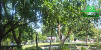 ทำไมรดน้ำเท่าไหร่ก็ไม่เขียวเท่า 'ฝนตก' ครั้งเดียว? เผยเคล็ดลับปุ๋ยด่วนจากฟ้าที่หลายคนไม่รู้