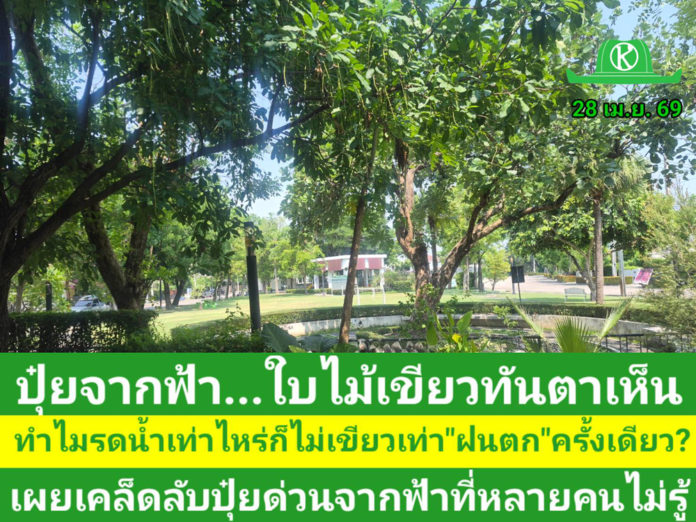 ทำไมรดน้ำเท่าไหร่ก็ไม่เขียวเท่า 'ฝนตก' ครั้งเดียว? เผยเคล็ดลับปุ๋ยด่วนจากฟ้าที่หลายคนไม่รู้