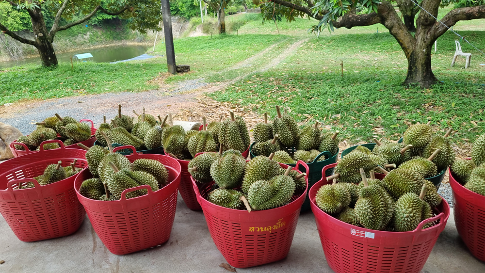ชิมทุเรียนฟรี!! 1 ปีมีครั้งเดียว “เทศกาลทุเรียนริมเล-หมอนทองเขาบรรทัด” จังหวัดตราด