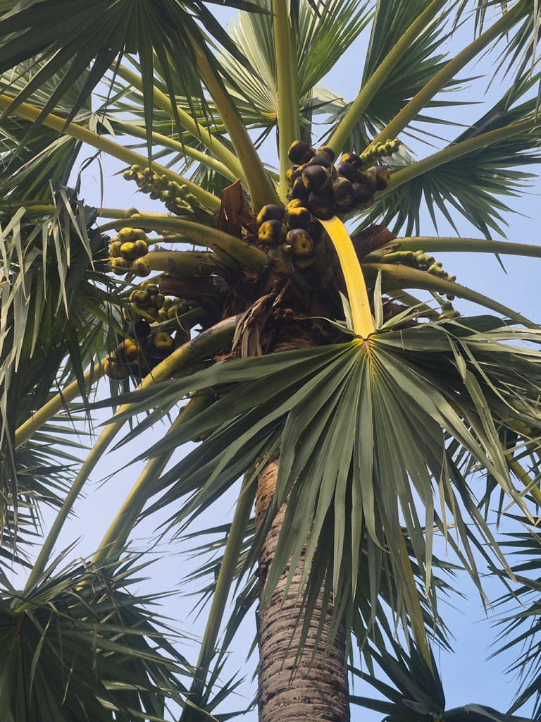 ข่าวดีเกษตรกร! ไม่ต้องรอนาน 15 ปี รู้ผลทันที "ต้นตาลตัวผู้หรือตัวเมีย" ด้วยเทคโนโลยีจีโนม