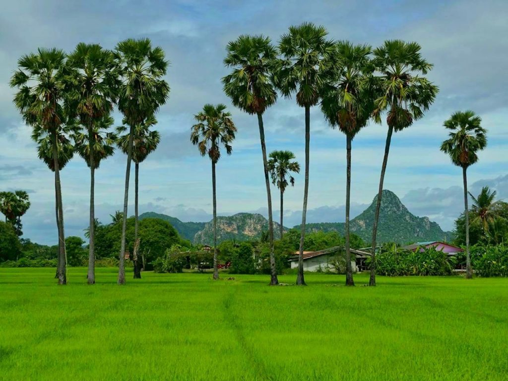 ข่าวดีเกษตรกร! ไม่ต้องรอนาน 15 ปี รู้ผลทันที "ต้นตาลตัวผู้หรือตัวเมีย" ด้วยเทคโนโลยีจีโนม