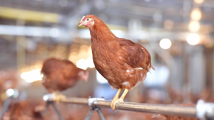 CPF มุ่งมั่นผลิตอาหารดีต่อสุขภาพและโลก ส่ง"ไข่ไก่เบญจาโอเมก้า 3" ได้ฉลาก Net Zero รายแรกของโลก