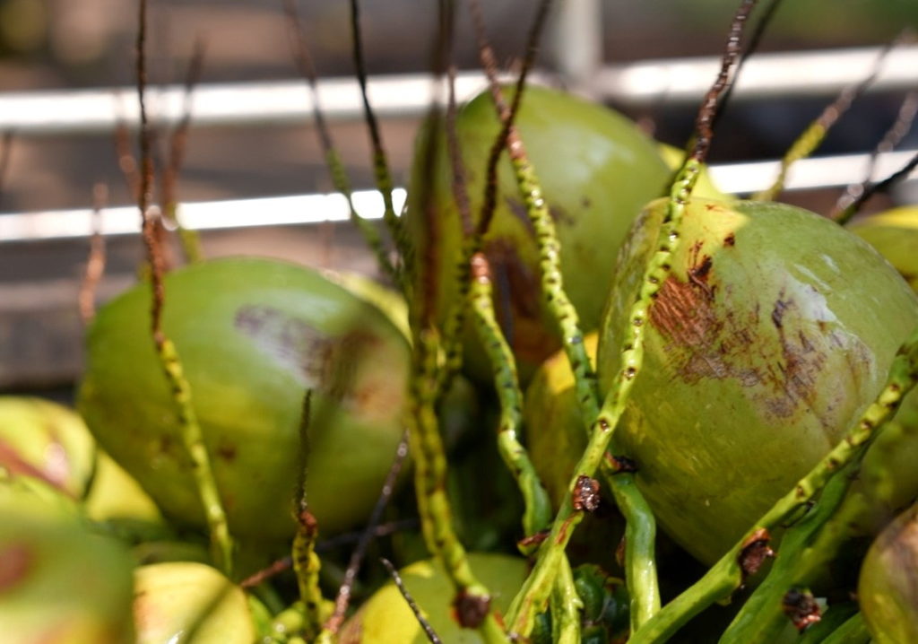 โก โฮลเซลล์ ต่อยอดมะพร้าวน้ำหอมช่วยชาวสวน ดันแปรรูป สร้างมูลค่าเพิ่ม แบรนด์ A-Choice เพิ่มทางเลือกผู้ประกอบการ