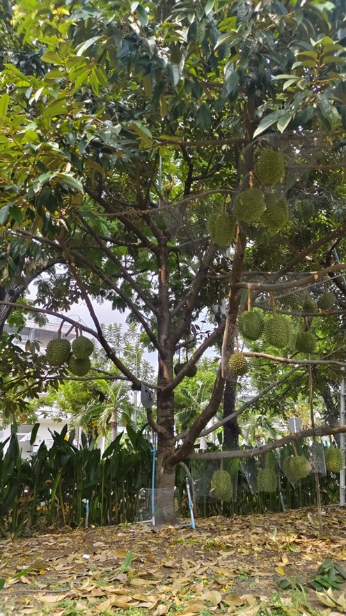 ทุเรียนกลางกรุง ณ มหาวิทยาลัยเกษตรศาสตร์ บางเขน ปี 2569