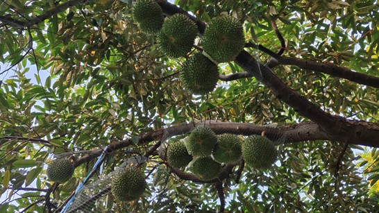 ทุเรียนกลางกรุง ณ มหาวิทยาลัยเกษตรศาสตร์ บางเขน ปี 2569