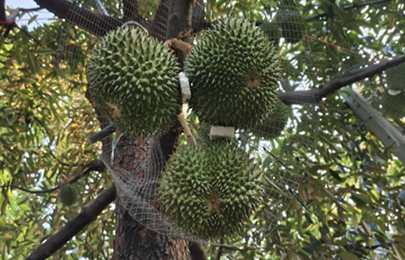 ทุเรียนกลางกรุง ณ มหาวิทยาลัยเกษตรศาสตร์ บางเขน ปี 2569