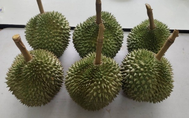 ทุเรียนกลางกรุง ณ มหาวิทยาลัยเกษตรศาสตร์ บางเขน ปี 2569