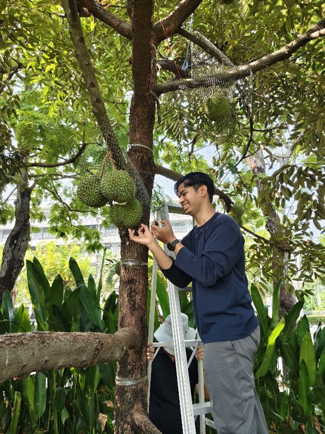 ทุเรียนกลางกรุง ณ มหาวิทยาลัยเกษตรศาสตร์ บางเขน ปี 2569