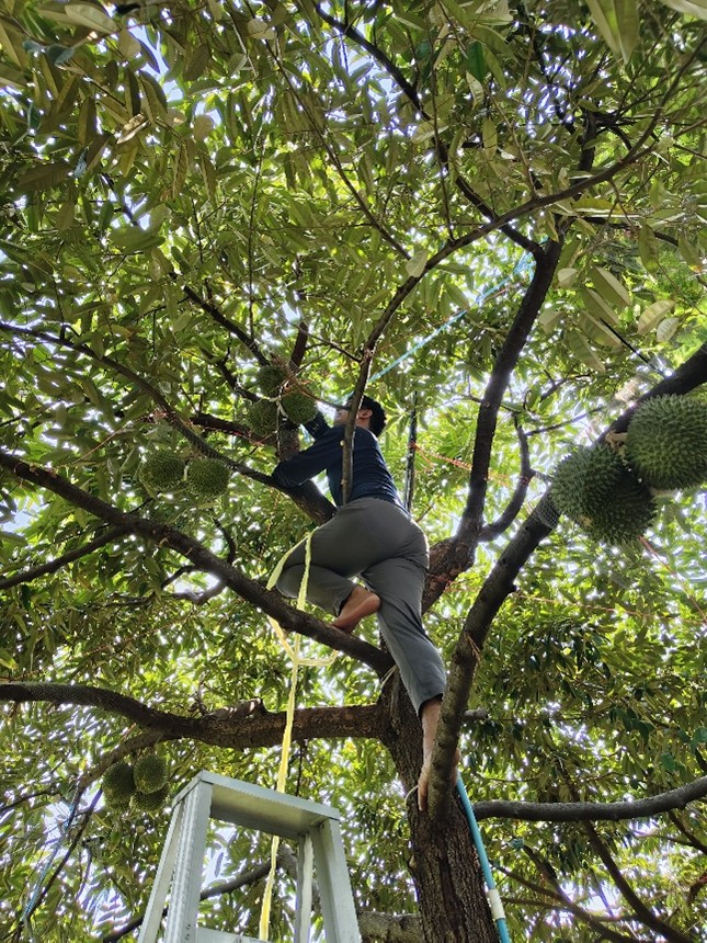 ทุเรียนกลางกรุง ณ มหาวิทยาลัยเกษตรศาสตร์ บางเขน ปี 2569