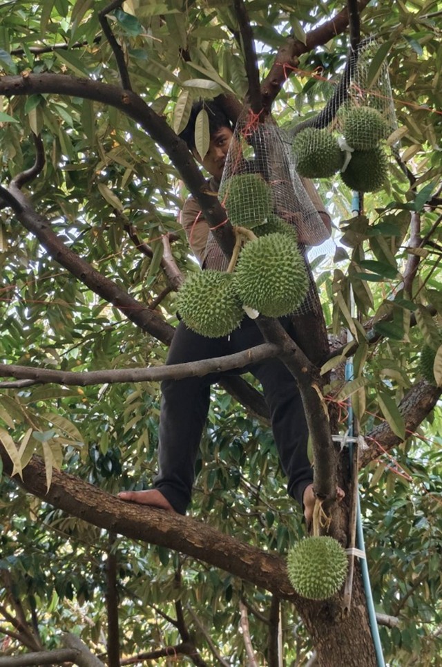 ทุเรียนกลางกรุง ณ มหาวิทยาลัยเกษตรศาสตร์ บางเขน ปี 2569