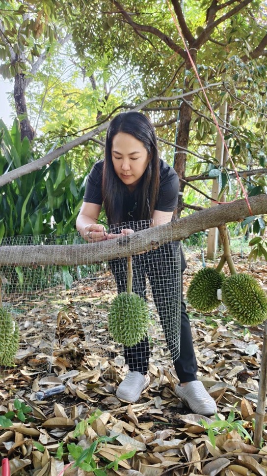 ทุเรียนกลางกรุง ณ มหาวิทยาลัยเกษตรศาสตร์ บางเขน ปี 2569