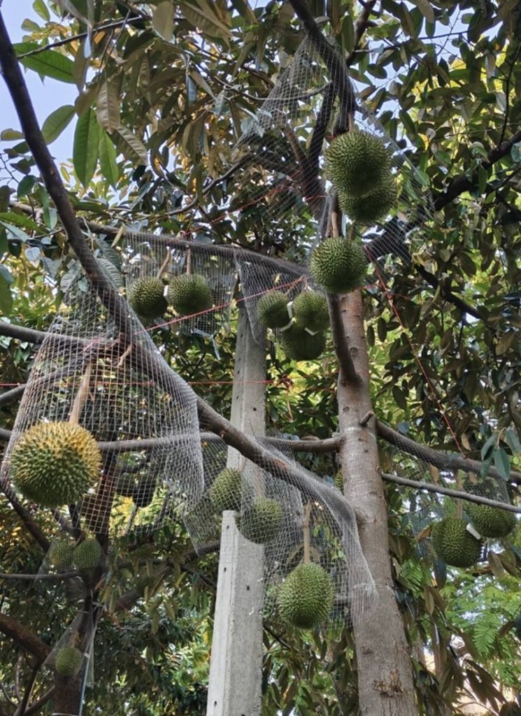 ทุเรียนกลางกรุง ณ มหาวิทยาลัยเกษตรศาสตร์ บางเขน ปี 2569