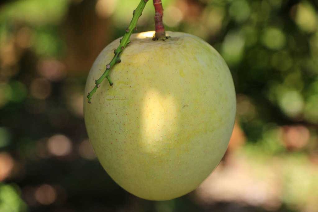 มะม่วง..ไม้ผลเศรษฐกิจที่จะขาดน้ำไม่ได้