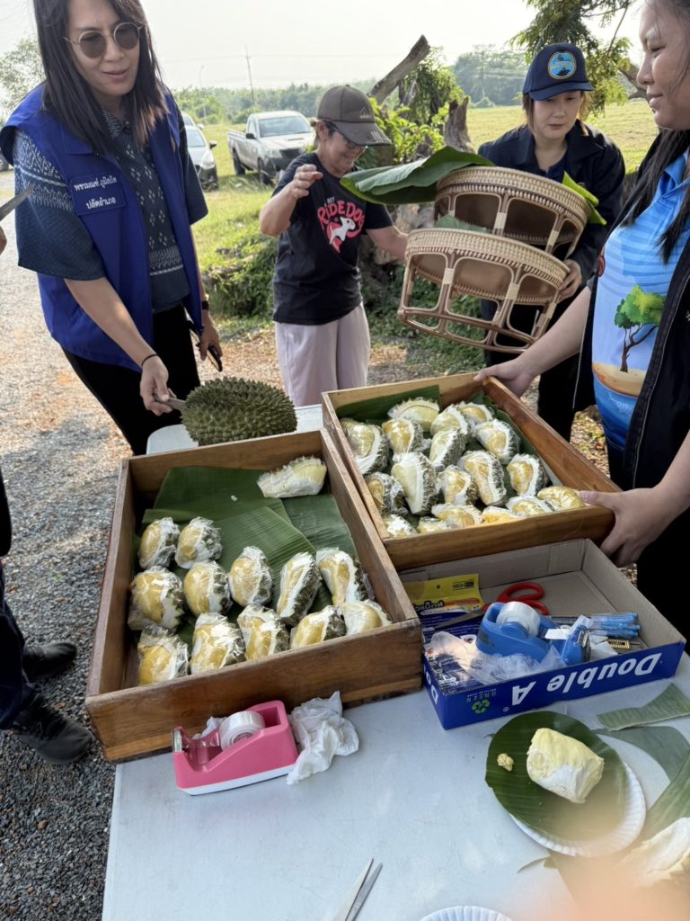 ชิมทุเรียนฟรี!! 1 ปีมีครั้งเดียว “เทศกาลทุเรียนริมเล-หมอนทองเขาบรรทัด” จังหวัดตราด
