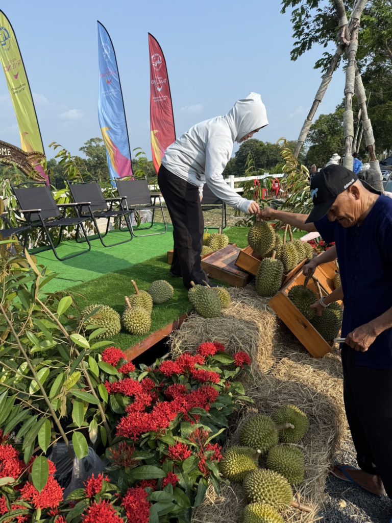 ชิมทุเรียนฟรี!! 1 ปีมีครั้งเดียว “เทศกาลทุเรียนริมเล-หมอนทองเขาบรรทัด” จังหวัดตราด