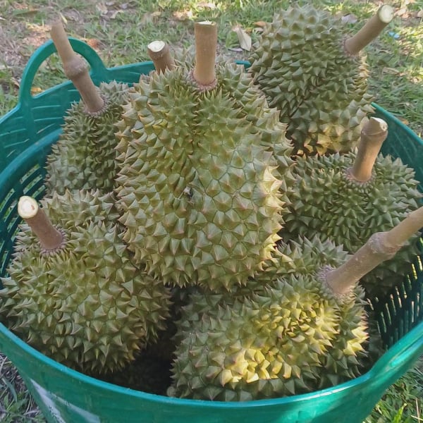 ไปรษณีย์ไทย ชู "EMS ส่งด่วน" ยืนหนึ่งขนส่งทุเรียน จัดโปรลดสูงสุด 20% หนุนเกษตรกรกระจายผลผลิตทั่วไทย