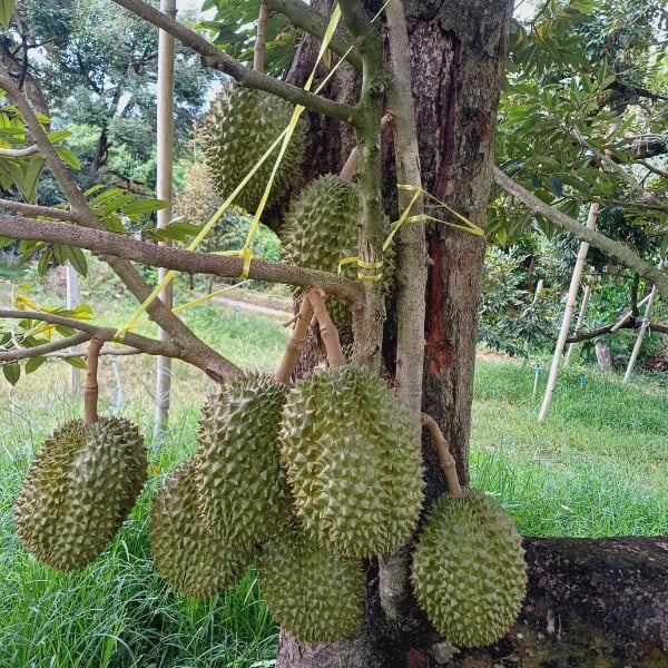 ไปรษณีย์ไทย ชู "EMS ส่งด่วน" ยืนหนึ่งขนส่งทุเรียน จัดโปรลดสูงสุด 20% หนุนเกษตรกรกระจายผลผลิตทั่วไทย