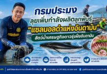 กรมประมงดัน "ปลาช่อนทะเล" ฉายา Black Salmon บุกตลาดพรีเมียม ชูซาชิมิสร้างรายได้ กก.ละ 1,000 บาท!