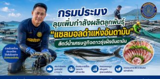 กรมประมงดัน "ปลาช่อนทะเล" ฉายา Black Salmon บุกตลาดพรีเมียม ชูซาชิมิสร้างรายได้ กก.ละ 1,000 บาท!