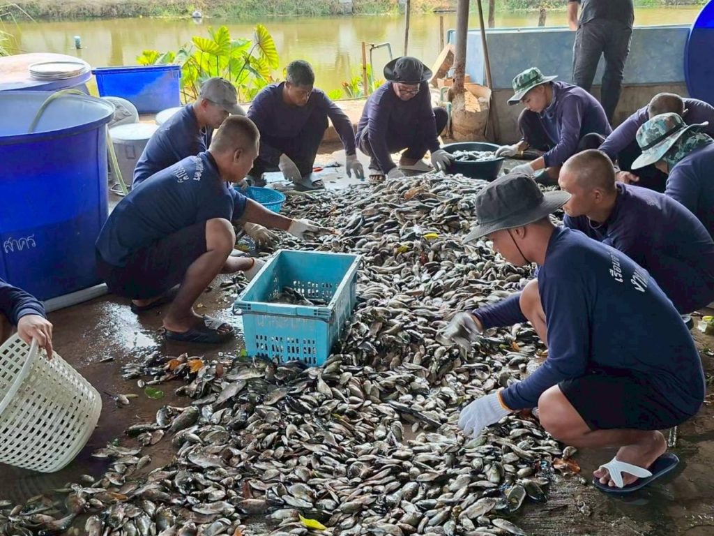วุฒิสภาเดินหน้าสัมมนา “มิติใหม่แห่งการบริหารจัดการปลาหมอคางดำ” มุ่งเปลี่ยนวิกฤตเป็นโอกาส เพิ่มมูลค่า-สร้างประโยชน์แก่เกษตรกร