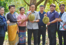 เปิดฤดูกาลทุเรียนเมืองกาญจน์ การันตีคุณภาพพรีเมียม "แก่จัด เนื้อแน่น ไม่มีทุเรียนอ่อน"