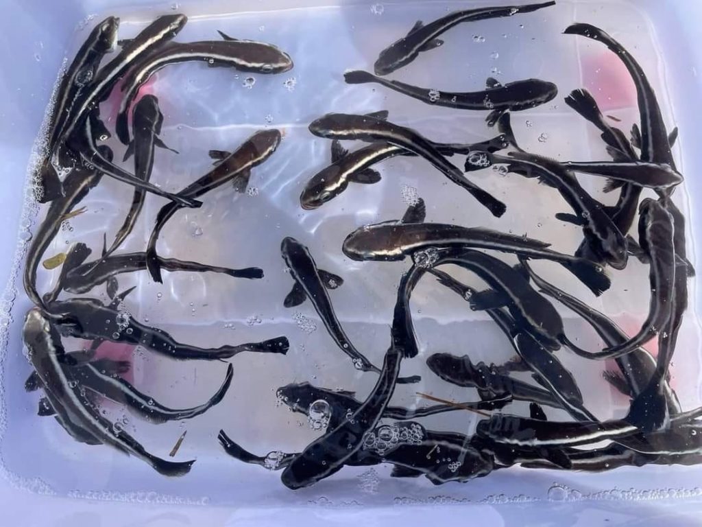 กรมประมงดัน "ปลาช่อนทะเล" ฉายา Black Salmon บุกตลาดพรีเมียม ชูซาชิมิสร้างรายได้ กก.ละ 1,000 บาท!