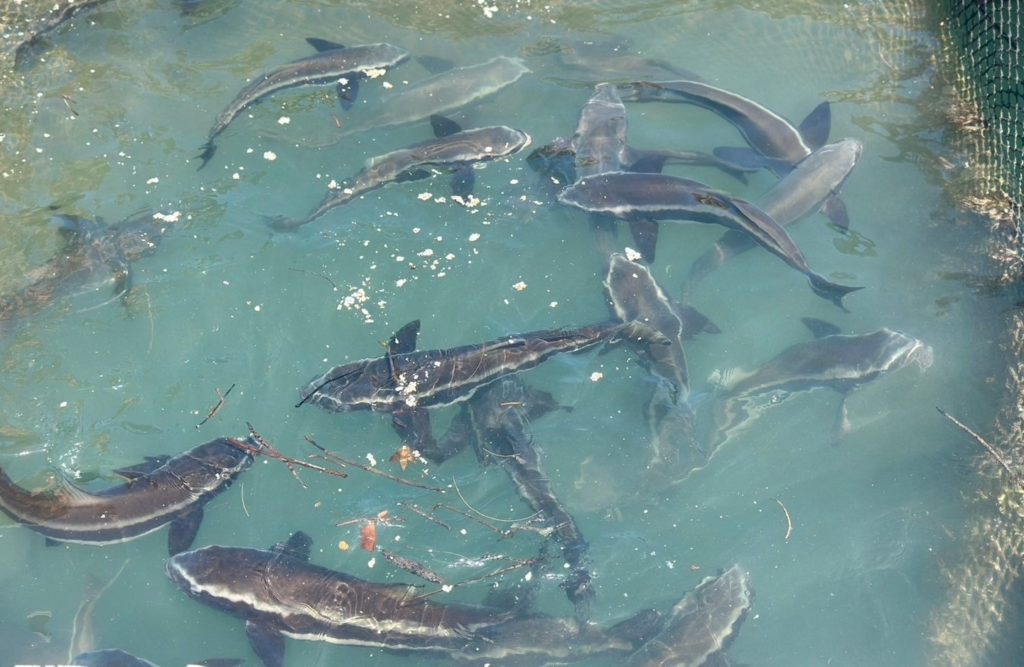 กรมประมงดัน "ปลาช่อนทะเล" ฉายา Black Salmon บุกตลาดพรีเมียม ชูซาชิมิสร้างรายได้ กก.ละ 1,000 บาท!