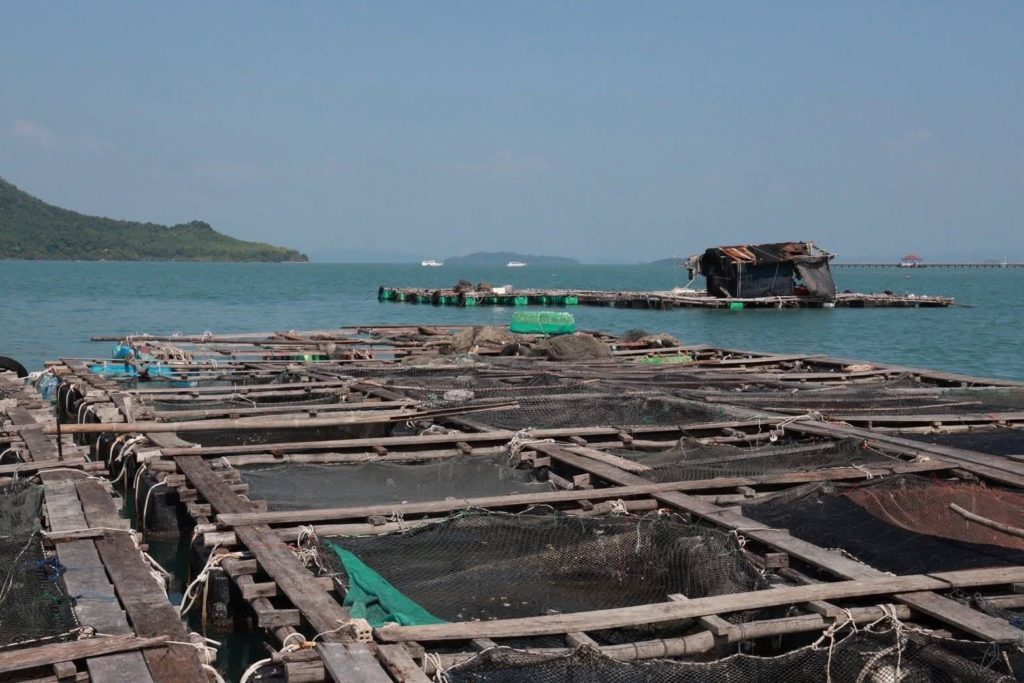 กรมประมงดัน "ปลาช่อนทะเล" ฉายา Black Salmon บุกตลาดพรีเมียม ชูซาชิมิสร้างรายได้ กก.ละ 1,000 บาท!